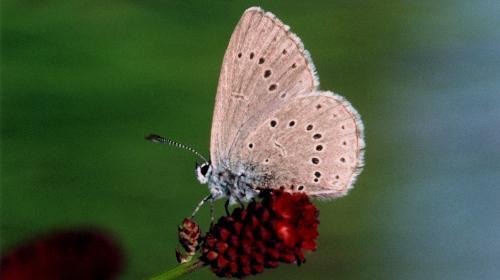 azure_de_la_sanguisorbe_009.jpg